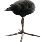 ptiszka